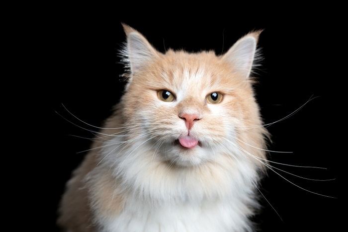 Imagem cativante de um gato em pose de 'blep', com a língua carinhosamente para fora, mostrando um comportamento felino encantador e peculiar.