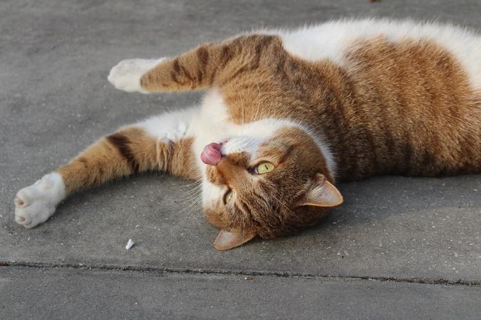 Imagem encantadora de um gato com expressão 'blep', língua de fora de forma lúdica, capturando um momento delicioso e caprichoso.