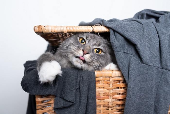 Imagem adorável de um gato com uma expressão 'blep', língua adoravelmente para fora, capturando um momento felino caprichoso e encantador.