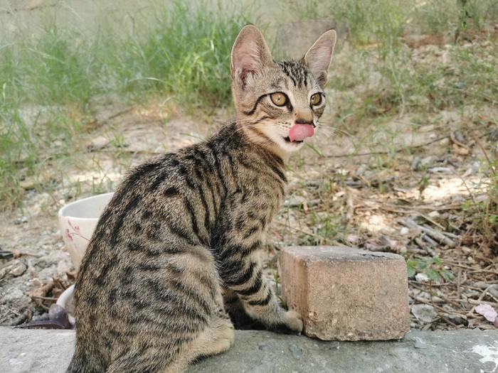 Imagem de um gato em uma pose fofa de 'blep', com a língua para fora de brincadeira, apresentando um momento encantador e cativante.