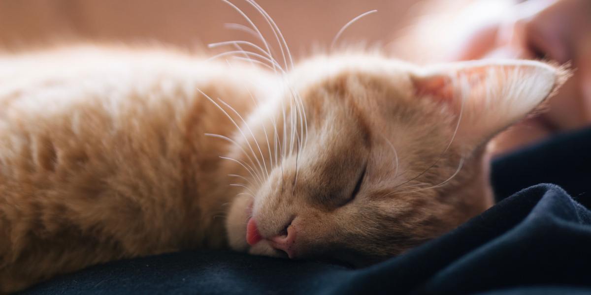 Imagem encantadora de um gato com 'blep' (língua de fora) enquanto dorme, acrescentando um toque de fofura e humor ao seu sono tranquilo.