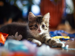 A creatively captured image featuring a cat playfully interacting with colorful paper, showcasing the feline's innate curiosity and penchant for exploring everyday objects.