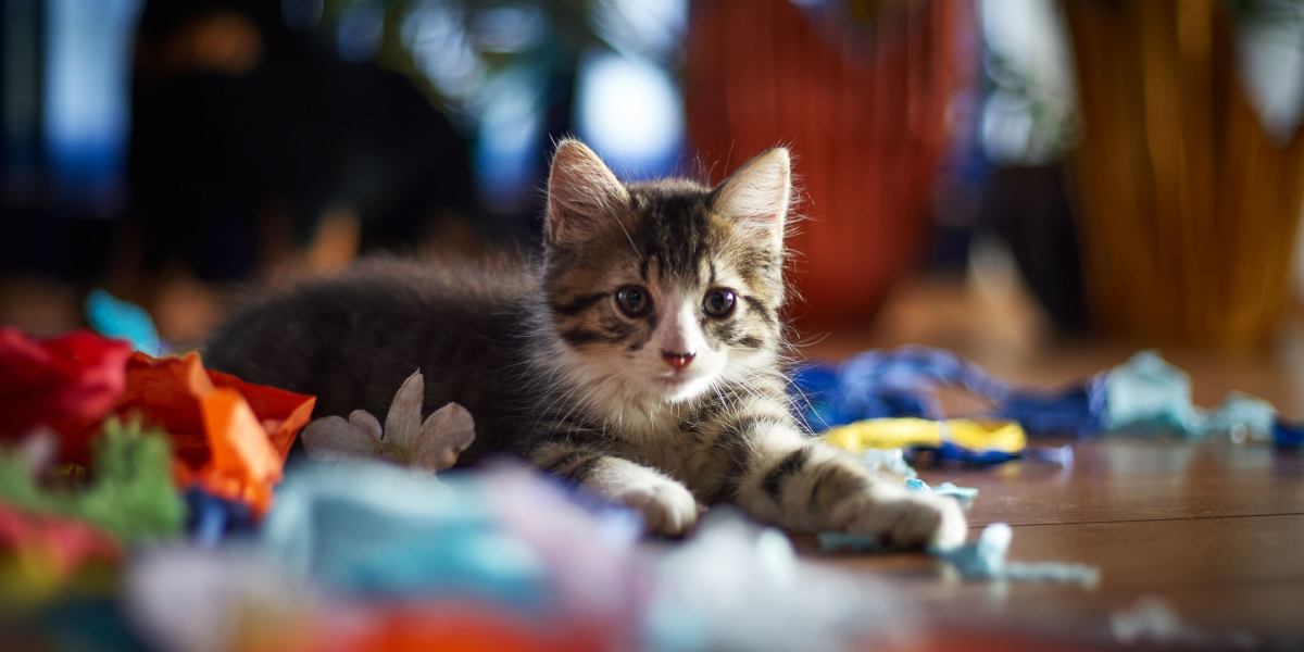 Uma imagem capturada de forma criativa mostrando um gato interagindo de forma divertida com papel colorido, mostrando a curiosidade inata do felino e sua propensão para explorar objetos do cotidiano.