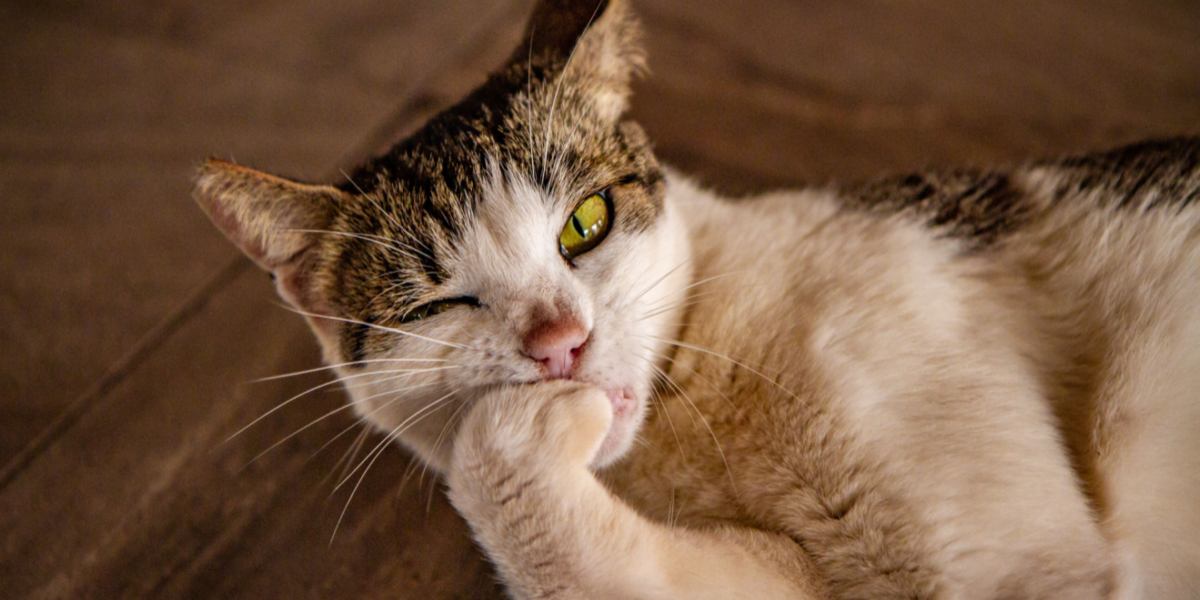 Gato comendo as unhas.