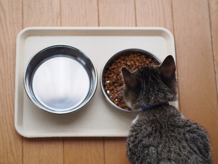 Gato focado comendo sua refeição.