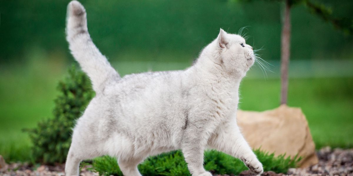 Coleção de momentos cômicos de gatos capturados em vários estágios de contratempos lúdicos, destacando sua natureza encantadora e cativante.