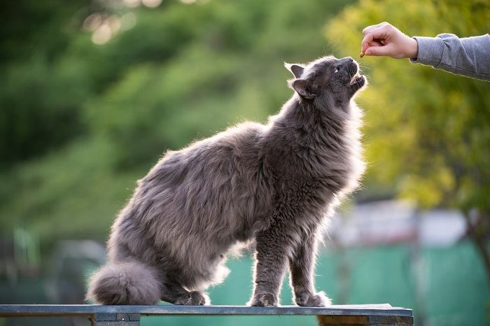 Hora da alimentação de um gato, mostrando a importância das refeições nutritivas no cuidado felino.