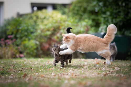 Uma imagem intensa retratando dois gatos em meio a uma briga, ilustrando um momento de potencial agressão e conflito entre os felinos.