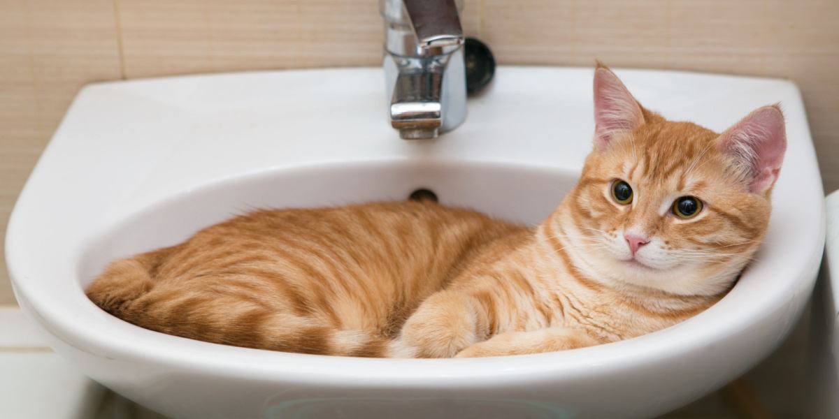 A imagem retrata um gato explorando o ambiente do banheiro, com a atenção voltada para o vaso sanitário e a pia.