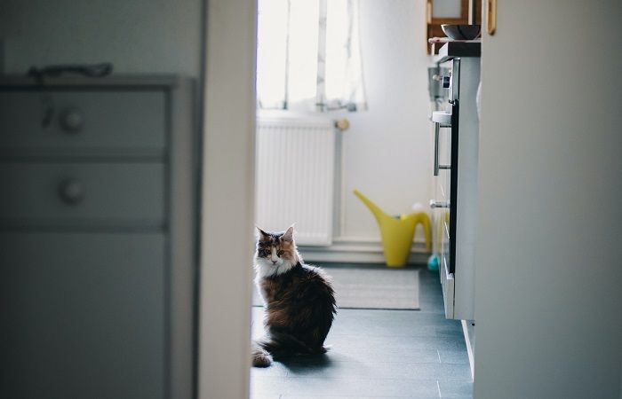 Um gato explorando casualmente o banheiro, exalando curiosidade enquanto investiga o ambiente, destacando a natureza curiosa e aventureira dos companheiros felinos.