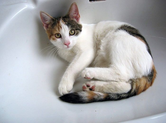 Um gato explorando com curiosidade o ambiente do banheiro, refletindo sua natureza curiosa e interesse em descobrir novos recantos do seu entorno.