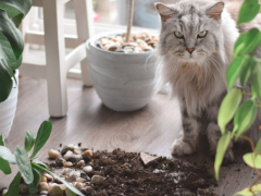 Playful cat exhibiting its curious nature by knocking things off a surface, displaying a mix of mischief and exploration.