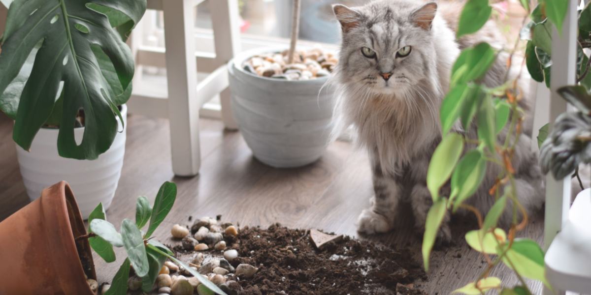 Gato brincalhão exibindo sua natureza curiosa ao derrubar coisas da superfície, exibindo uma mistura de travessura e exploração.