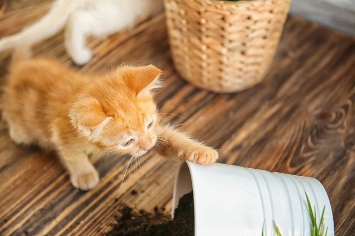 gatinho derrubando planta de casa