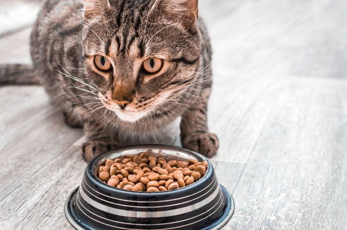 Gato olhando e comendo.