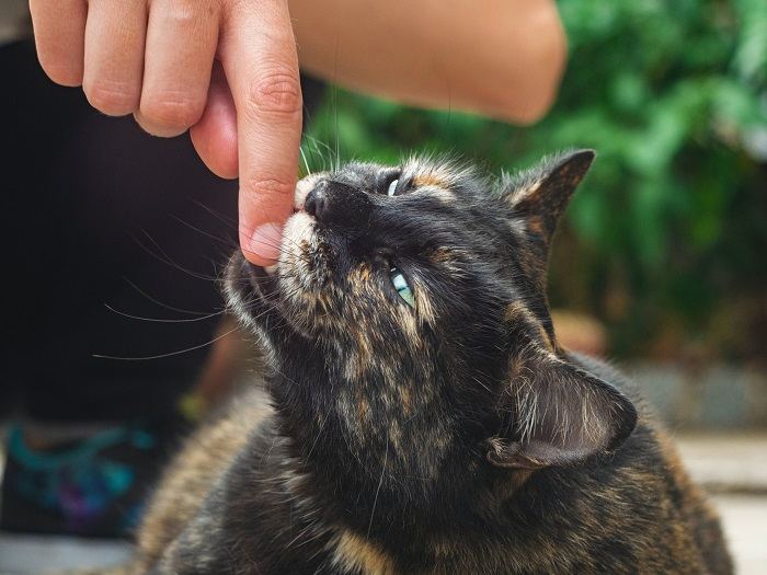 Um gato dando uma mordida de amor, um gesto afetuoso frequentemente visto em relacionamentos e brincadeiras felinas.