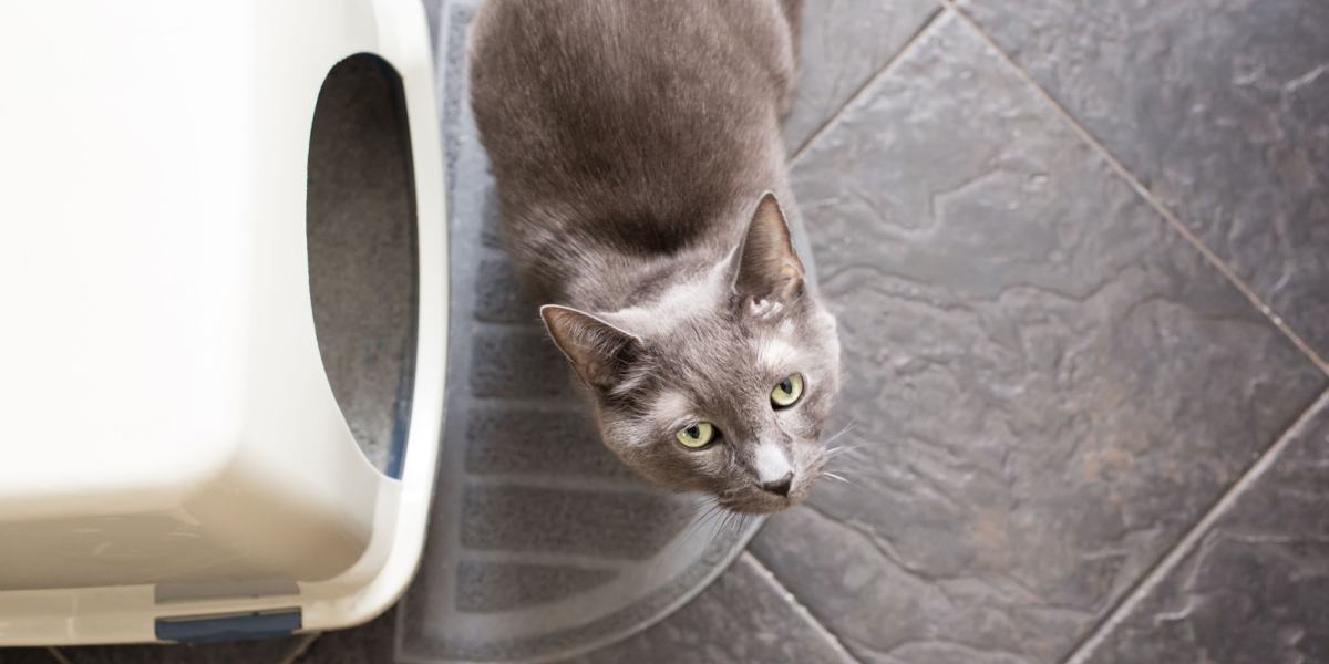 Gato posicionado ao lado de uma caixa sanitária, apresentando comportamento incomum.