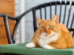 Cat perched on a chair.