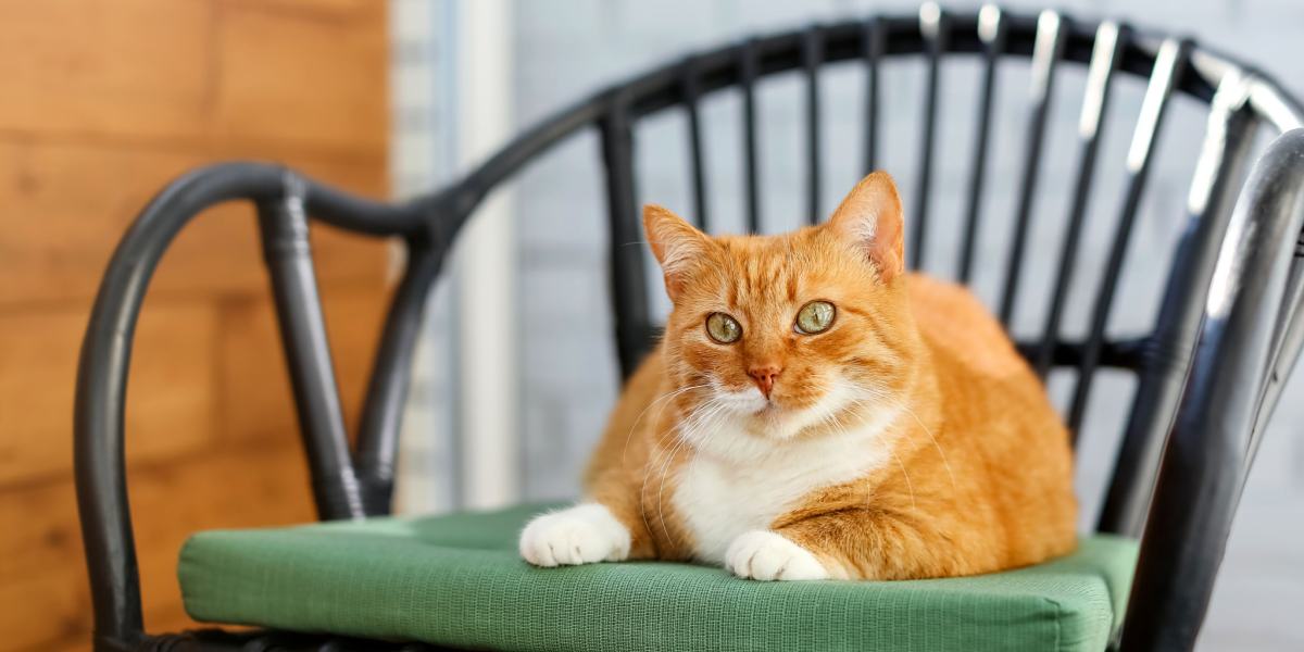 Gato empoleirado em uma cadeira.