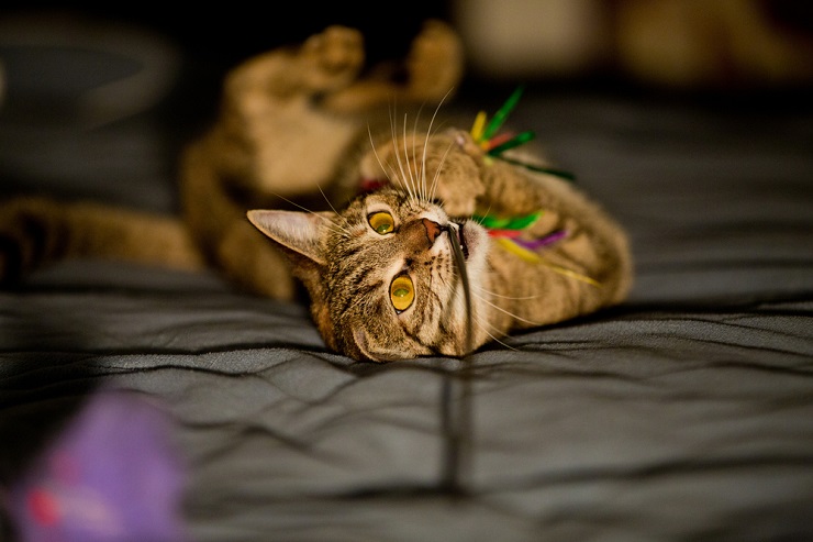 Gato brincalhão envolvido em travessuras noturnas, saltando e atacando com energia ilimitada sob o manto da escuridão.