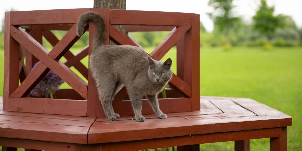 Gato exibindo o comportamento clássico de levantar o bumbum, destacando sua comunicação através da linguagem corporal.