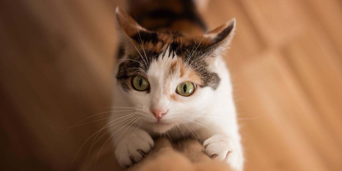 Imagem capturando um gato engajado em um comportamento de arranhar, utilizando suas garras para manter seu território e se exercitar, enquanto demonstra instintos felinos naturais.