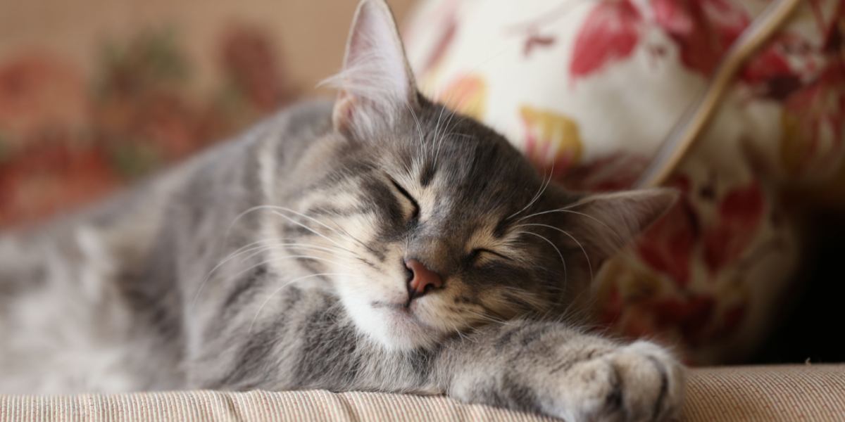 Imagem de um gato dormindo pacificamente, capturando um momento de serenidade e conforto em seu sono.