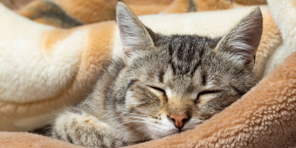 Um gato confortavelmente aninhado e dormindo dentro de um cobertor, mostrando o aconchego e conforto do local de descanso escolhido por um felino.