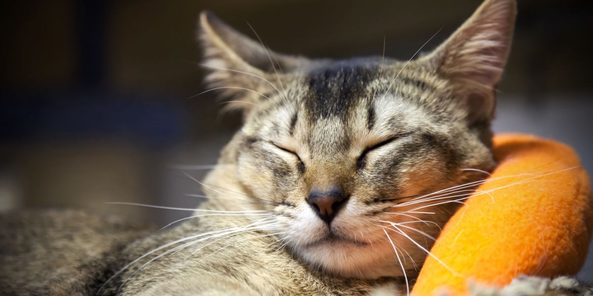 Imagem em close mostrando os bigodes de um gato, destacando sua sensibilidade e papel na detecção de mudanças no ambiente