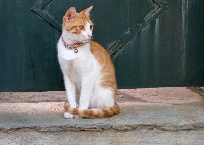 gato sentado usando coleira de sino