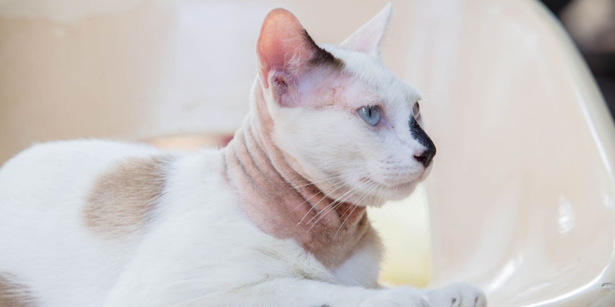 Um gato com doença de pele, enfatizando a necessidade de diagnóstico e tratamento adequados das doenças de pele felina.