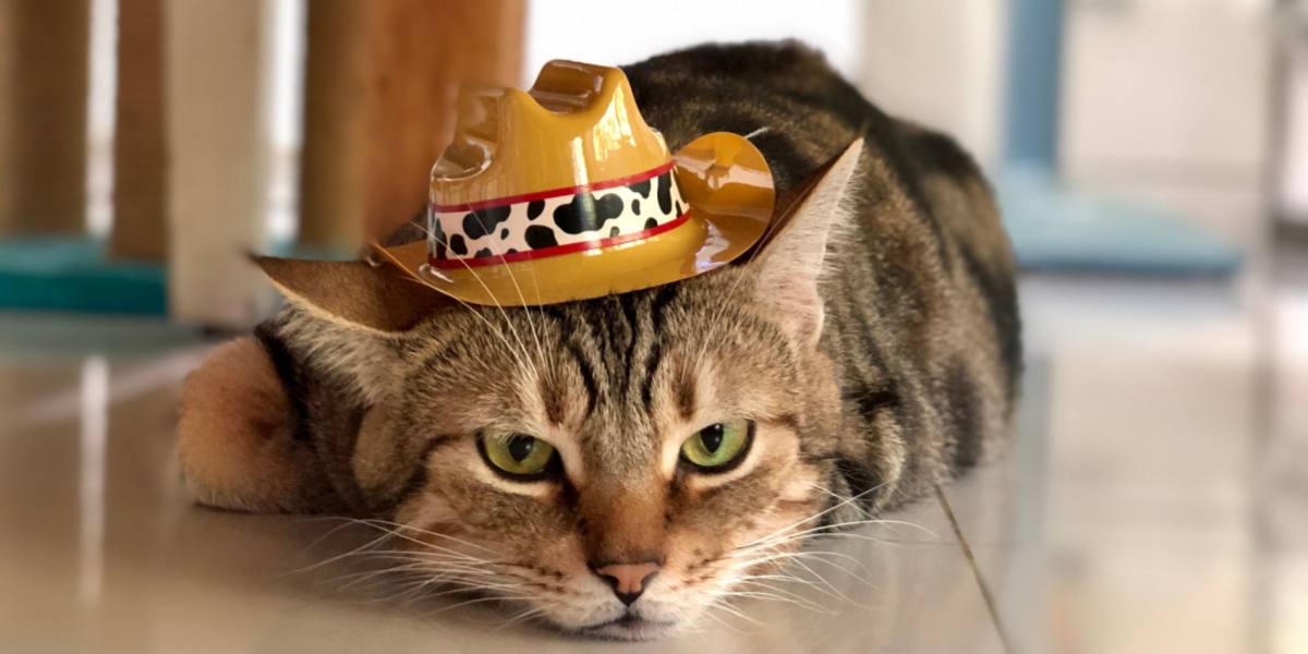 Gato cowboy em uma imagem comprimida, incorporando um espírito lúdico e divertido