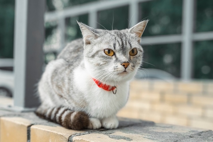 Uma imagem de um adorável gato American Shorthair, exalando fofura com seus olhos expressivos e presença encantadora.