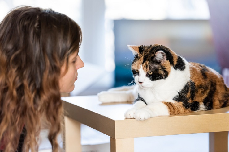 Um gato sentado ao lado de um relógio, enfatizando a importância de passar tempo com seu companheiro felino.