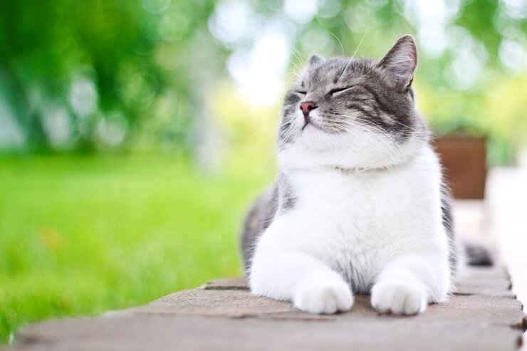 Um alegre gato coreano com expressão contente, irradiando felicidade e relaxamento.