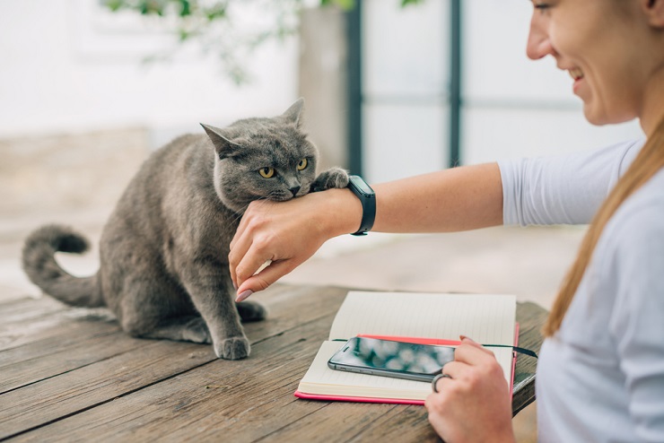 Uma imagem que ilustra como prevenir ou impedir mordidas de gato, oferecendo conselhos para manter interações felinas seguras e agradáveis.