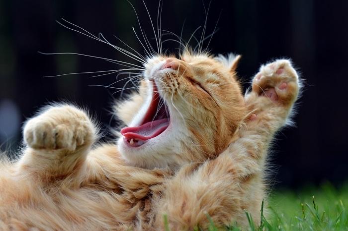 Gatinho jovem exibindo postura defensiva, sibilando com expressão cautelosa e pata levantada.