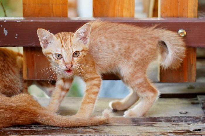 Um gatinho defensivo sibilando em resposta a uma ameaça percebida.