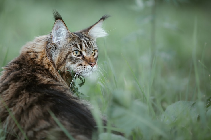 Imagem impressionante de um majestoso gato Maine Coon, exibindo seu distinto pêlo longo, orelhas tufadas e características faciais marcantes.