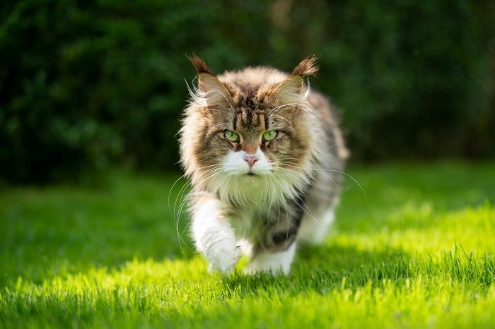 Imagem de um gato caminhando graciosamente pela grama verdejante