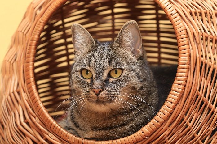 Gato confortavelmente aninhado dentro de uma cama de tecido, desfrutando de seu refúgio aconchegante e elegante