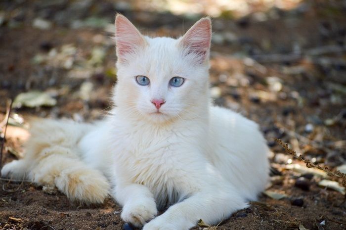 Gato branco olhando diretamente para a câmera, capturando sua expressão cativante e curiosa