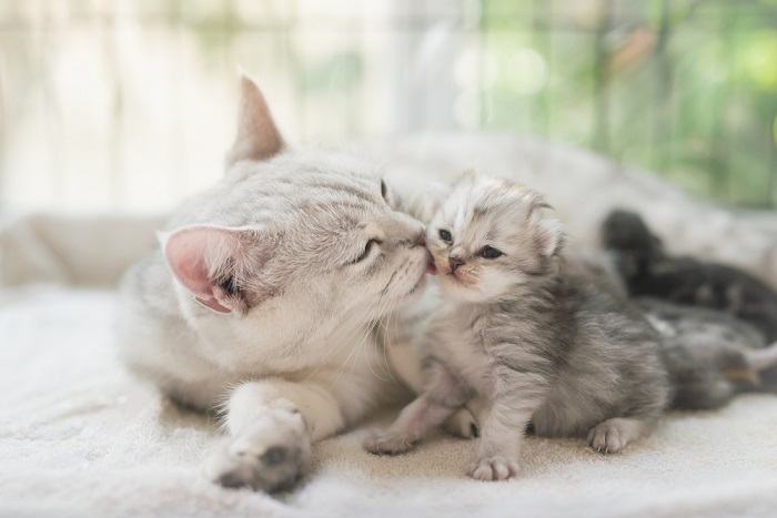 mãe gata lambendo gatinho