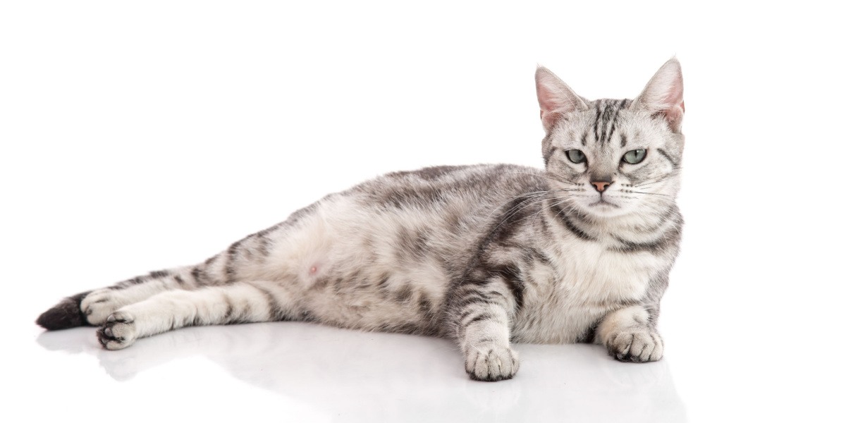 A imagem de uma gata grávida descansando confortavelmente.