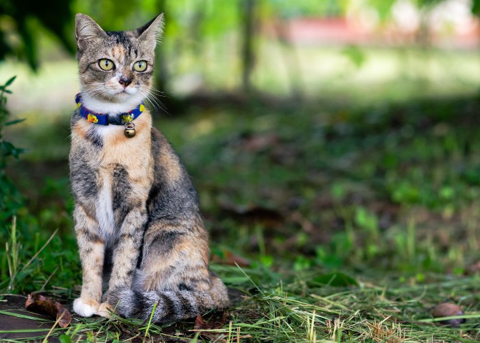 Lindo gato com sino na coleira