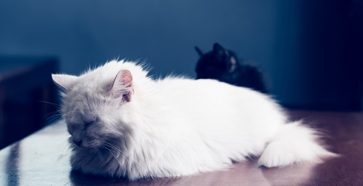 Um gato doente vocalizando angústia. A imagem retrata um gato apresentando sinais de doença ou desconforto, vocalizando como forma de comunicar sua angústia.