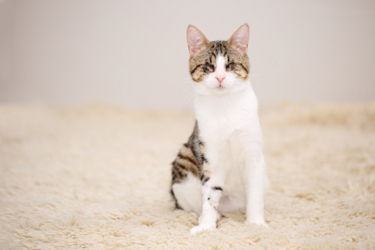 5 Razões para Adotar um Gato com Necessidades Especiais