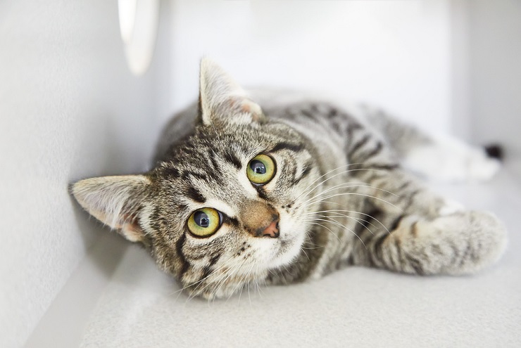 Um lindo gato malhado com listras e padrões distintos em seu pelo, olhando com curiosidade para longe.