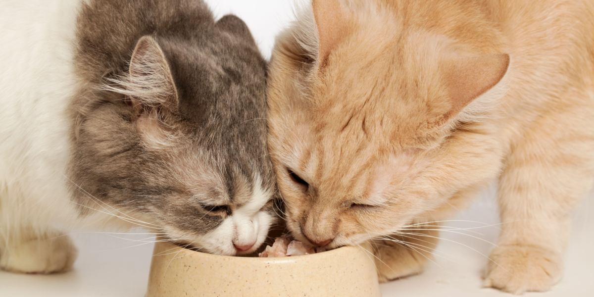 A imagem capta um momento harmonioso de dois companheiros felinos saboreando uma refeição juntos.