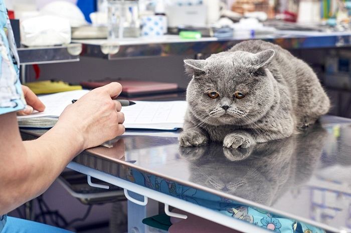 Veterinário examinando atentamente um gato doente, demonstrando cuidado profissional e experiência no diagnóstico e tratamento de problemas de saúde felinos.